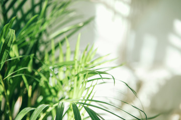 Close up of green fresh tropical houseplant palm leaves with blurred light and shadow wall background. Urban jungle interior concept. 