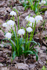 Frühlingsknotenblume im Wald