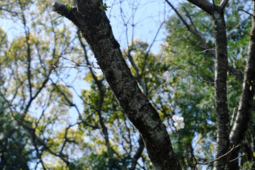 森の木から山桜が１厘咲く