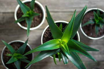 Obraz premium Aloe cactus in a white pot on a wooden table, top view