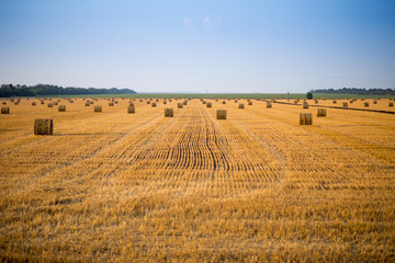 Fototapeta na wymiar Hay bale. Agriculture field with sky. Rural nature in the farm land. Straw on the meadow. Wheat yellow golden harvest in summer. Countryside natural landscape. Grain crop, harvesting.