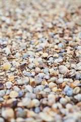Seashells on the seashore, soft focus. Sea of Azov