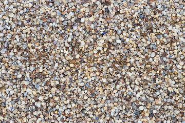 Seashells on the seashore, soft focus. Sea of Azov