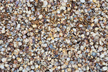 Seashells on the seashore, soft focus. Sea of Azov