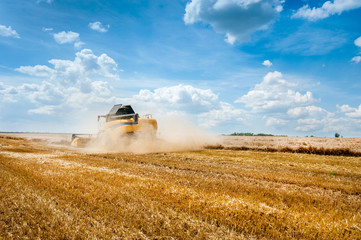 Fototapeta na wymiar stubble on the field behind the harvester harvesting cereals, sky with beautiful clouds