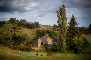 Fototapeta na wymiar rural french landscape with farmhouse, grazing brown cows, and dramatic sky ,lozere , France.
