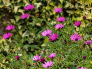 pink daisies of the Cape at garden im the morning