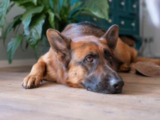 Portrait of a German Shepherd, 3 years old, portrait, in front. LIe down on floor, the Netherlands