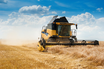 wheat field and combine harvesting cereals, on wheat field with beautiful sky