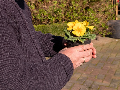 Elderly mans hand holiding a plastic flower pot with a yellow primula. Yellow Primrose Primula Vulgaris. Country Garden Primula Flowers, springtime