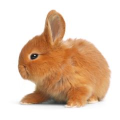 Adorable fluffy Easter bunny on white background