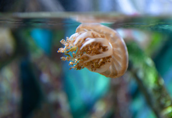 jellyfish in transparent aquarium water 
