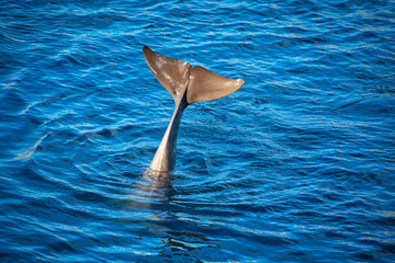 dolphin tail in blue ocean water 