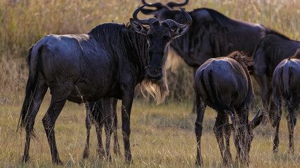 Fototapeta premium Wildebeest herd resting on migration journey into Masai, Kenya