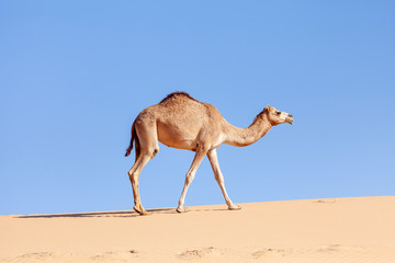 Middle eastern camels in the desert in UAE