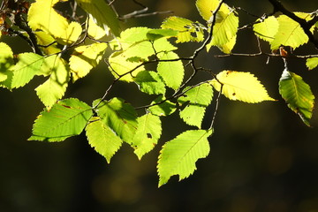 Buchenblätter