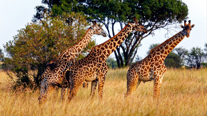 tower of three giraffes in Serengeti