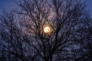 Night big moon in the twilight sky with beautiful lighting. The celestial luminary lights up the evening through the leafless branches of tall trees and you can see the fabulous intertwined silhouette