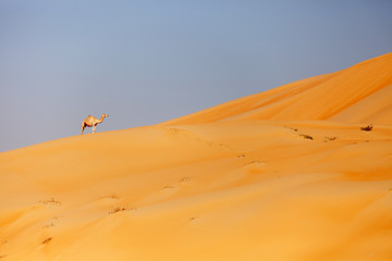 Fototapeta na wymiar Middle eastern camels in the desert in UAE