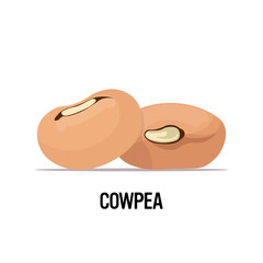 cowpea beans organic healthy vegetarian food on white background vector illustration