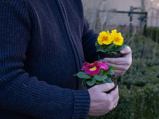 Elderly mans hands holiding plastic fcontainers with pink and yellow primulas. Yellow and pink Primrose Primula Vulgaris. Country Garden Primula Flowers, springtime, focus on pink flowers