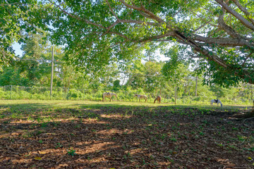 Cuban horses on a field