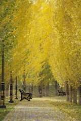 Golden autumn in Triathlon Park Astana (Nur-Sultan), Kazakhstan.  
