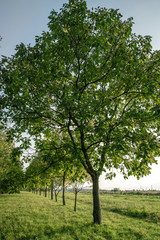 Strong Green Oak Tree In Orchard