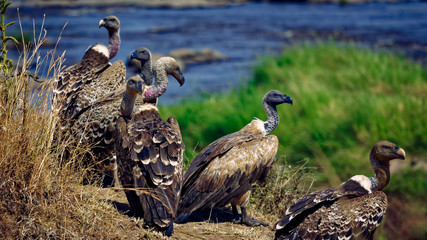 committee of African white-backed vulture (Gyps africanus) or Old World vulture resting near river / blurred blue and green background