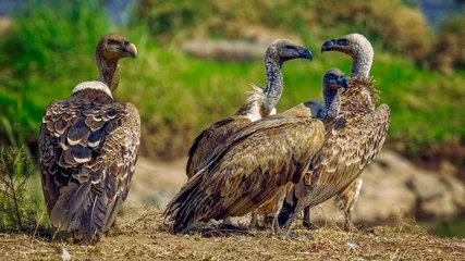 volt of white-backed vultures resting near river with its back to the sun © Anil