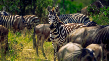 standing portrait of Grant's zebra (Equus quagga boehmi) surrounded by blurred vision of wildebeest herd