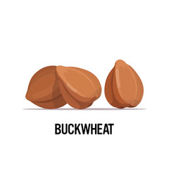 buckwheat grains organic healthy vegetarian food on white background vector illustration