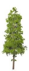 Evergreen tall coniferous pine tree on a white insulating background on high resolution. 3D stock illustration.