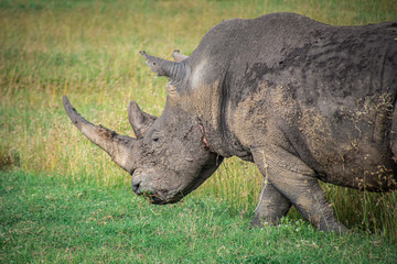 Obraz premium Rhino close up in Africa