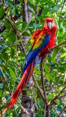 Colorful Macaw, Red Parrot, Natural, Wildlife, Animal