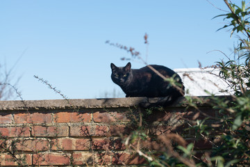 Black cat sitting on a wall
