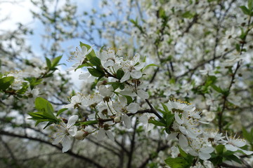 A lot of white flowers of sour cherry tree against the sky in April