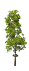Fototapeta na wymiar Evergreen tall coniferous pine tree on a white insulating background on high resolution. 3D stock illustration.