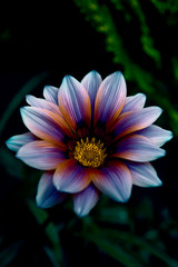 Abstract Multicolored Flower Petals / Perfect Gerbera Daisy Floral Botanical Plant Isolated On Dark Background