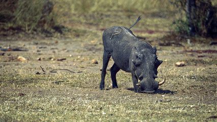 Fototapeta premium A horizontal, full length, image of a warthog, Phacochoerus africanus, kneeling to eat dry grass or soil for minerals, somewhere in Northern Serengeti savannah grassland.