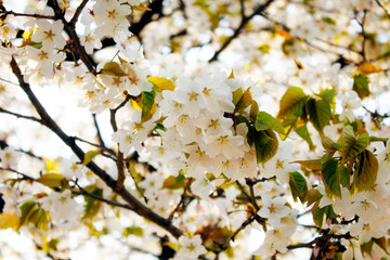 beautiful cherry blossom trees in Spring in Seoul, Korea