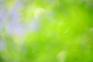 Obraz premium Bokeh green nature, Subtle background in abstract style for graphic design