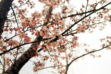beautiful cherry blossom trees in Spring in Seoul, Korea