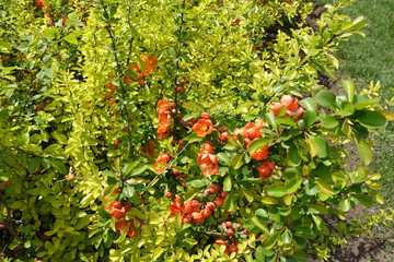 Branches of Japanese quince with orange flowers in April