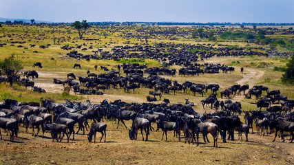 Zebra mingle with thousands of Wildebeest army on the Savannah grassland during the great migration. In the Northern Serengeti, Tanzania.