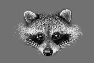 Illustration drawn by hand with a head and a portrait of a raccoon
