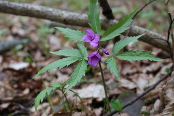 Bright lilac flower bloomed in the spring forest