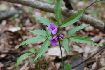 Bright lilac flower bloomed in the spring forest