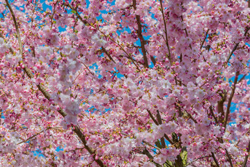 Kirschbaumblüte zum Frühlingsanfang vor blauem Himmel