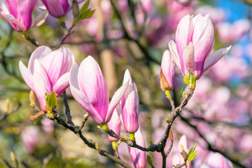Fototapeta na wymiar blossom of magnolia tree. beautiful pink flowers on the branches in sunlight. wonderful spring nature background